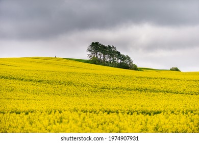 Danish rapeseed field with yellow flowers, dramatic sky