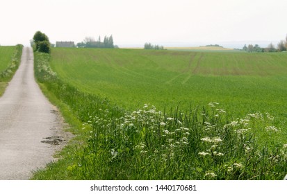 Danish rural landscape with road and fields with crops in spring season