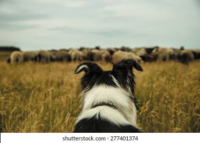 danish sheepdog - Shutterstock ID 277401374