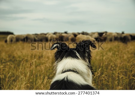 danish sheepdog