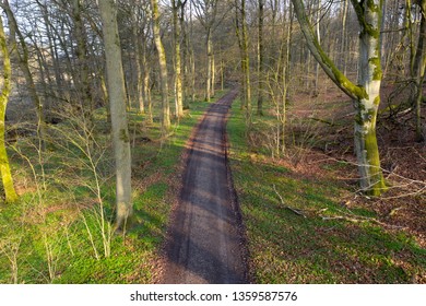 Danish Spring Forrest