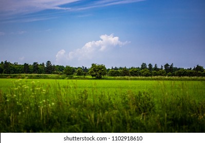 Danish Summer Landscape