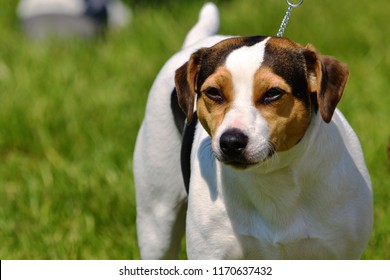 Danish Swedish Farm Dog Typical Representative Stock Photo 1170637432 ...