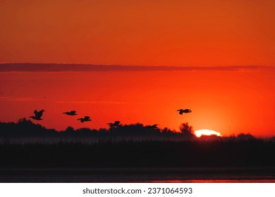 Danube delta wild life birds a stunning sunset with a mesmerizing flock of birds in flight with pelican, heron and egret