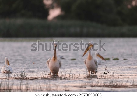 Danube delta wild life birds pelicans standing in the water, highlighting the impact of climate change and the threat of extinction biodiversity Conservation