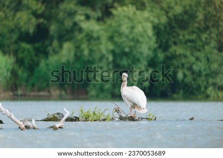 Danube delta wild life birds a majestic pelican perched on a branch in a serene water landscape biodiversity Conservation
