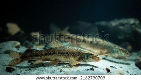 Danube gudgeon (Gobio obtusirostris, formerly Gobio gobio) in an underwater environment, close-up