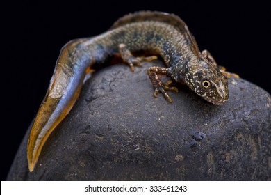 Danube Newt (Triturus Dobrogicus)