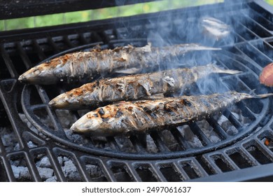 Danube Pontic shad on the grill cooking over hot wood fire, outside. Alosa immaculata barbecue cooked on campfire. - Powered by Shutterstock