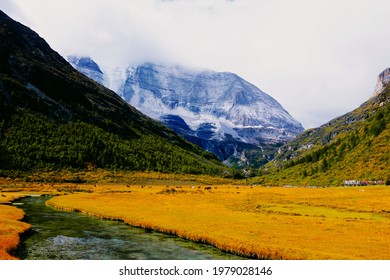 Daocheng Yading Nuorong Cattle Farm Mountain Grassland Running Water Yak Farm