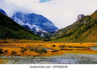 Daocheng Yading Nuorong Cattle Farm Mountain Grassland Running Water Yak Farm