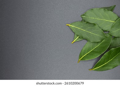 Daphne leaf, aromatic bay leaf, Laurus nobilis leaf, isolated on black background