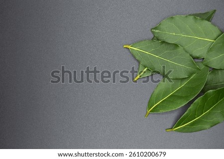 Daphne leaf, aromatic bay leaf, Laurus nobilis leaf, isolated on black background