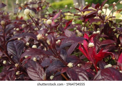 Daphnes With Red Flowers And Small White Gynoecium Too Beautiful