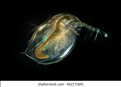 Daphnia