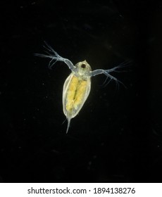 Daphnia Pulex With Parthenogenesis Egg