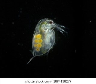 Daphnia Pulex With Parthenogenesis Egg