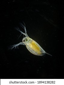 Daphnia Pulex With Parthenogenesis Egg