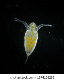 Daphnia Pulex With Parthenogenesis Egg