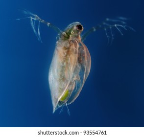 Daphnia Pulex - Water Flea Blue Background