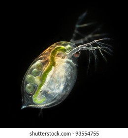 Daphnia Pulex - Water Flea Eggs, Darkfield