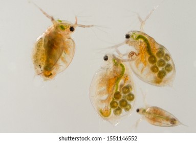 Daphnia Water Fleas From The Pond