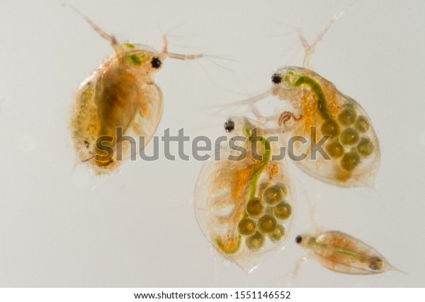 Daphnia water fleas from the\
pond