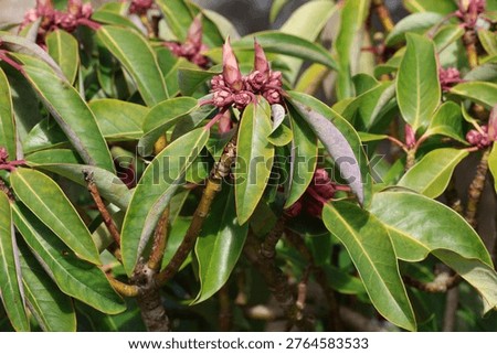 Daphniphyllum spp. New shoot with developing flower buds in spring with large leathery leaves.	
