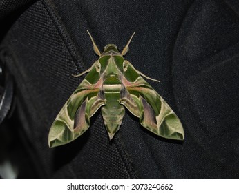 111,689 Green Moth Images, Stock Photos & Vectors | Shutterstock