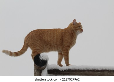 Dapper cat standing on a pergola