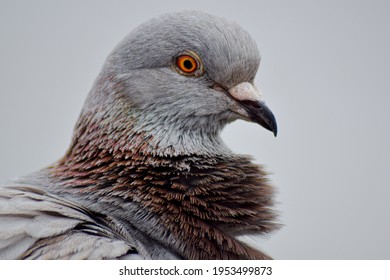 Dapper Pigeon With Neck Ruff