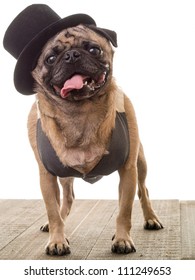 Dapper Pug Dog wearing a top hat and vest