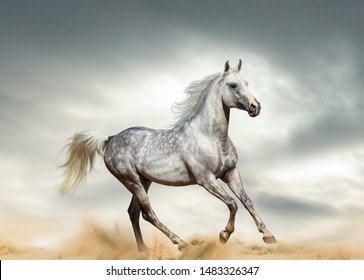 Dapple gray arabian stallion running in desert