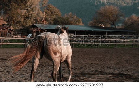dapple gray horse free in manege or paddock running playing , village background, riding sport club environment