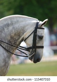 Dapple Grey Cob In Double Bridle