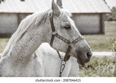 Dapple Grey Cob In Double Bridle.