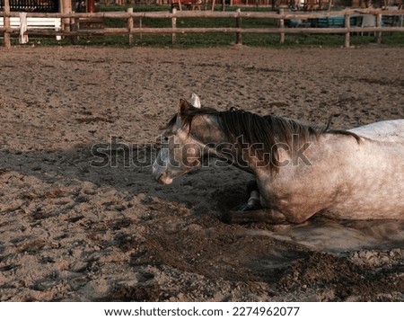 dapple horse lying on ground in paddock at country village riding farm
