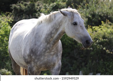 A Dapple Irish Draught Horse Mare With Ears Back