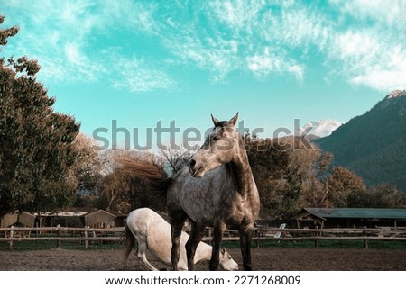 dapple white and white horses free in horse farm, village riding club, natural landscape