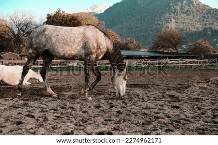 dapple white and white horses free in horse farm, village riding club, natural landscape