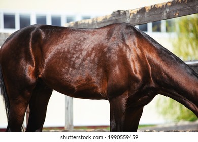 Dappled Bay Akhal-teke Horse With White Markings Standing In The Sun