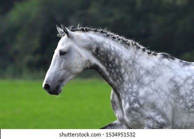 Dappled Gray Horse With Plated Braid Running In The Field. Animal Portrait, Side View.