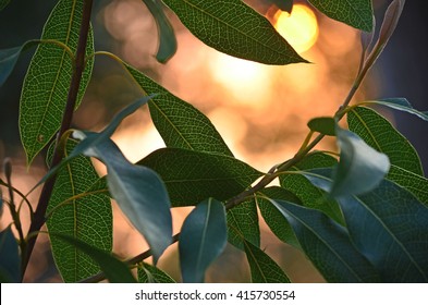 Dappled Sunlight On Backlit Waratah Leaves At Sunset In The Australian Bush. Bokeh Sunset Lights Background