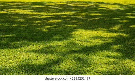 Dappled sunlight on garden lawn - Shutterstock ID 2285251489