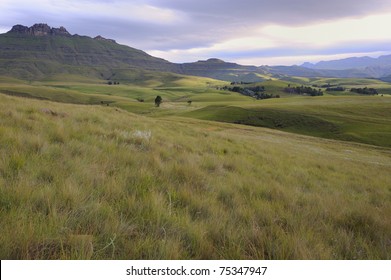 Montane Grassland Images Stock Photos Vectors Shutterstock