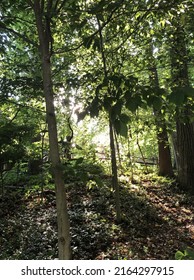 Dappled Sunlight Peers Through The Trees Of A Maryland Forest.