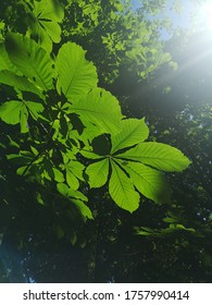 Dappled Sunlight Through The Trees