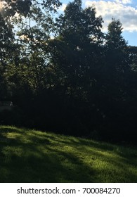 Dappled Sunlight Through Trees