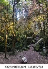 Dappled Sunlight Through The Trees Along A Woodland Path