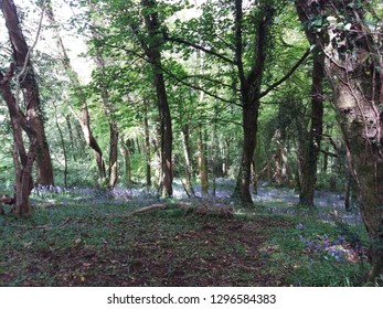 Dappled Sunlight Through The Trees With A Carpet Of Bluebells.